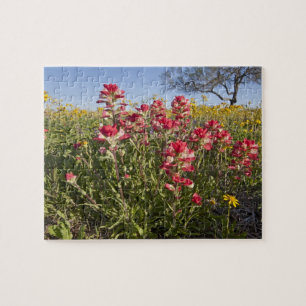 Puzzle fleurs sauvages de la route au Texas, printemps