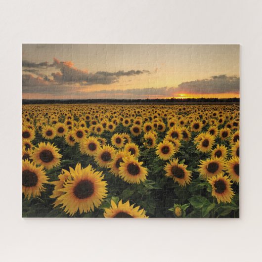 Puzzle Fleurs | Terrain de tournesol (Horizontal)