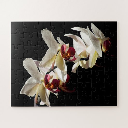 Puzzle Floral Highlights of White Phalaenopsis Orchids (Horizontal)