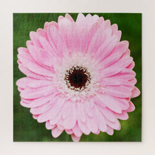 Puzzle Flore de Gerbera Daisy rose pâle