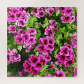 Puzzle "Flores vives : Geraniums roses chauds sur Bush lu (Horizontal)
