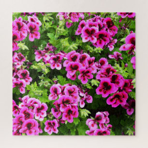 Puzzle "Flores vives : Geraniums roses chauds sur Bush lu