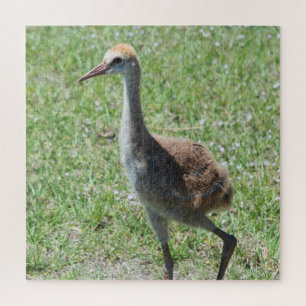 Puzzle Floride colorée Grues Sandhill Photo Faune