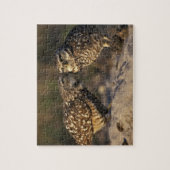 Puzzle Floride, Fort Myers. Chouette brulante liaison pai (Vertical)