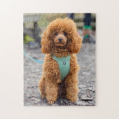 Puzzle Fluffy Brown Poodle Chien chiot (Vertical)