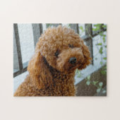 Puzzle Fluffy Brown Poodle Chien chiot (Horizontal)