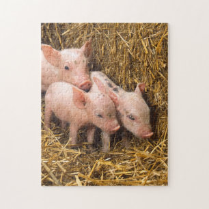 Puzzle Foin de porcelet de porc