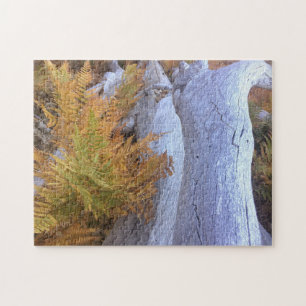 Puzzle Forêt d'automne