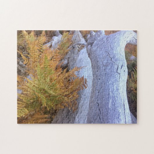 Puzzle Forêt d'automne (Horizontal)