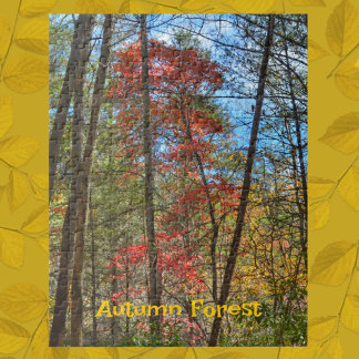 Puzzle Forêt d'automne Paysage Pittoresque Photographie