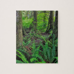 Puzzle Forêt Scénique Verte Luxuriante