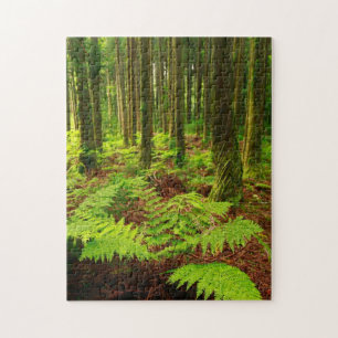 Puzzle Fougères dans la forêt