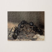 Puzzle Fourmis (Horizontal)