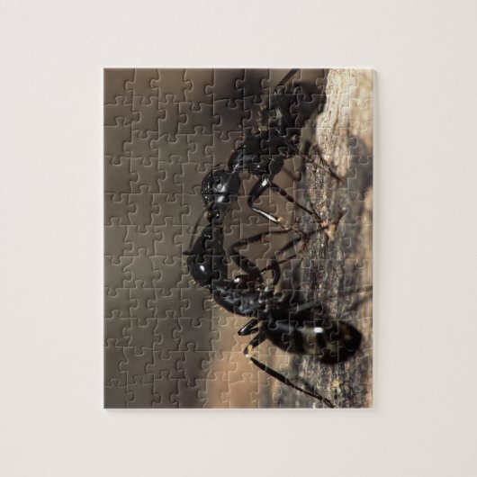 Puzzle Fourmis (Vertical)
