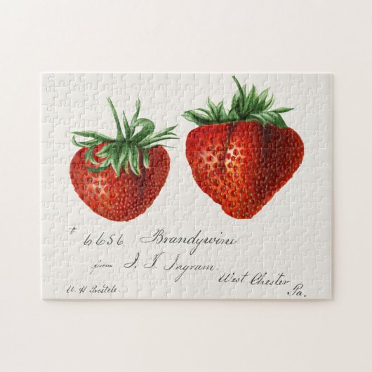 Puzzle Fraises (Fragaria) Aquarelle de fruits Peinture (Horizontal)