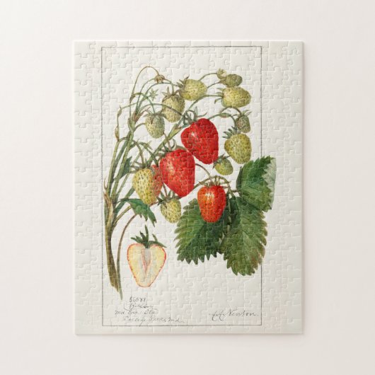 Puzzle Fraises (Fragaria) Aquarelle de fruits Peinture (Vertical)