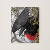 Puzzle Frégate superbe (Vertical)