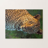 Puzzle Full-Grown Cub (Horizontal)