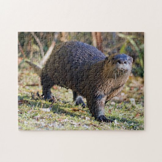Puzzle Funny River Otter hors de Water Stanley Park Lagoo (Horizontal)