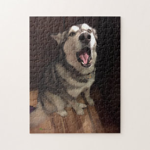 Puzzle Funny Yawning Alaskan Malamute photo