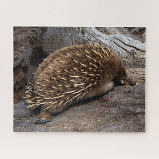 Puzzle Furry Spiky Echidna Animal Wildlife, 520 pièces (Horizontal)
