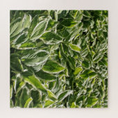 Puzzle Garden Green White Hosta Plante Botanical Prints (Horizontal)