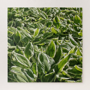 Puzzle Garden Green White Hosta Plantes Botanical Prints