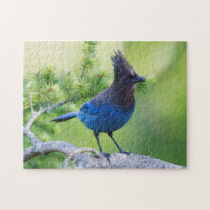 Puzzle Geai de Steller