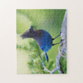 Puzzle Geai de Steller (Vertical)