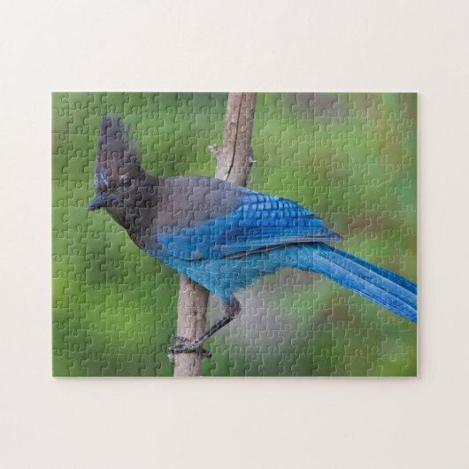 Puzzle Geai de Steller 1 (Horizontal)