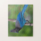 Puzzle Geai de Steller 1 (Vertical)