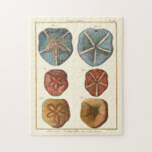 Puzzle Gemmes Dollars De Sable (Vertical)