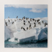 Puzzle Gentoo Penguin Antarctica Iceberg Playtime (Vertical)