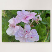 Puzzle Géranium à lierre rose pâle, Oakland (Horizontal)