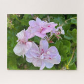 Puzzle Géranium à lierre rose pâle, Oakland (Horizontal)