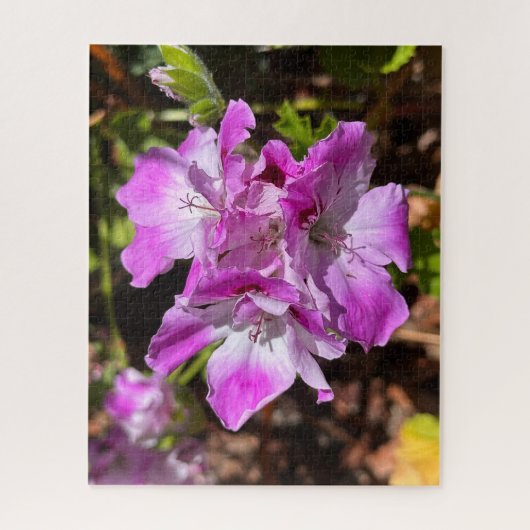 Puzzle Géranium de Martha Washington rose lavande, Oaklan (Vertical)