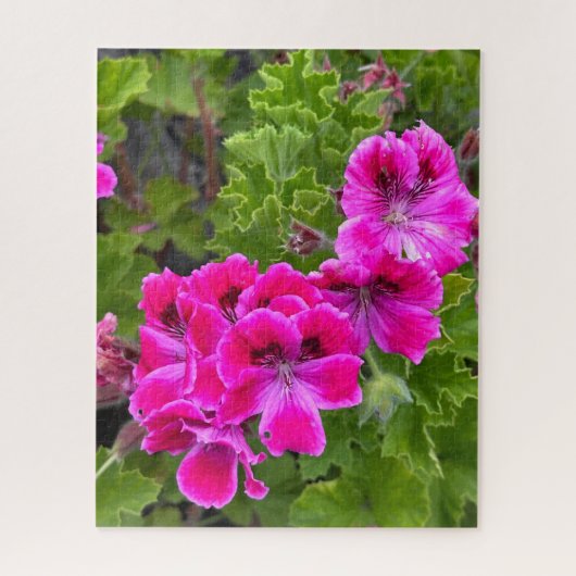 Puzzle Géranium Martha Washington rose chaud, Oakland (Vertical)