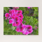 Puzzle Géranium Martha Washington rose chaud, Oakland (Horizontal)