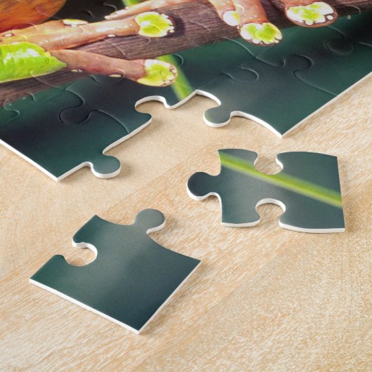 Puzzle Giant Bicolor Monkey Treefrog, Phyllomedusa (Côté)