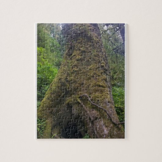 Puzzle Giant Sprace Tree, Cape Perpetua, Oregon (Vertical)