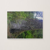 Puzzle Giant Sprace Tree, Cape Perpetua, Oregon (Horizontal)