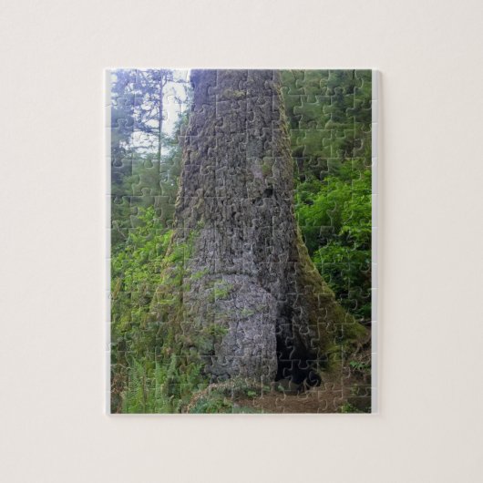 Puzzle Giant Sprace Tree, Cape Perpetua, Oregon (Vertical)