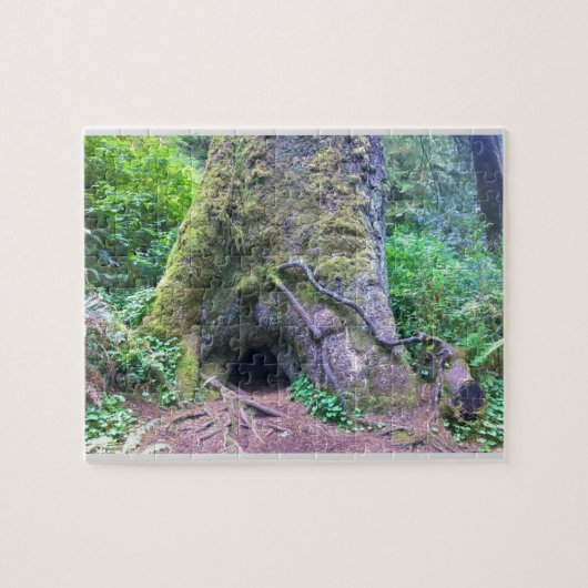 Puzzle Giant Sprace Tree, Cape Perpetua, Oregon (Horizontal)