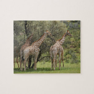 Puzzle Girafe, camelopardalis de Giraffa, Kgalagadi 2