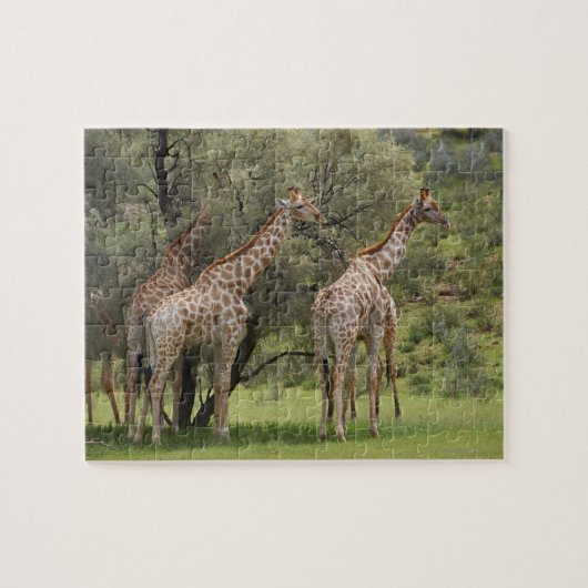 Puzzle Giraffa, Giraffa camelopardalis, Kgalagadi 2 (Horizontal)