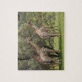 Puzzle Giraffa, Giraffa camelopardalis, Kgalagadi 2 (Vertical)