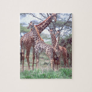 Puzzle Giraffa Group ou Herd avec Young, Giraffa