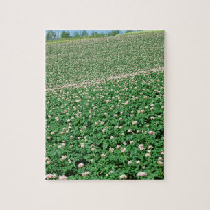 Puzzle Gisement 3 de pomme de terre