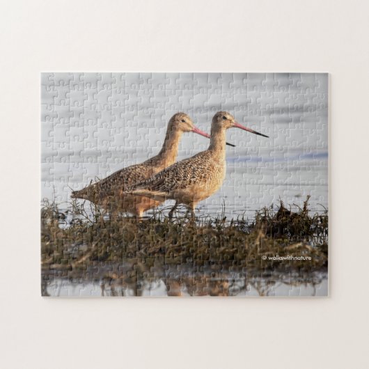 Puzzle Godwits marbrés Roiseaux de rivage errant Blackie  (Horizontal)