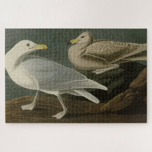 Puzzle Goéland de Burgomaster - d'Audubon's Birds of Amer